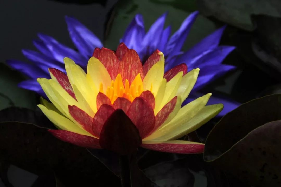 201810111539229558748753.jpg 201810111539229558748753.jpg