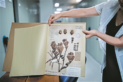 “活化石”銀杉標(biāo)本