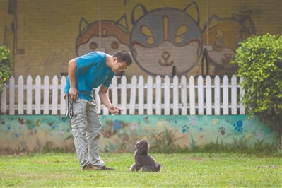 葉教官耐心教一只剛?cè)雽W(xué)的泰迪“坐下”。