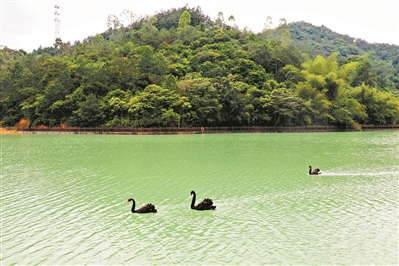 增城白江湖森林公園,黑天鵝暢游