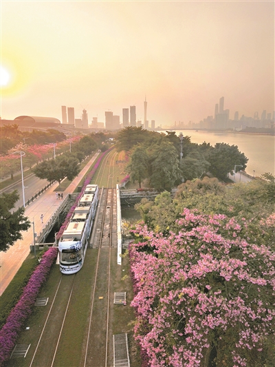 有軌電車兩旁,異木棉和簕杜鵑同時盛放,引來市民拍照。1