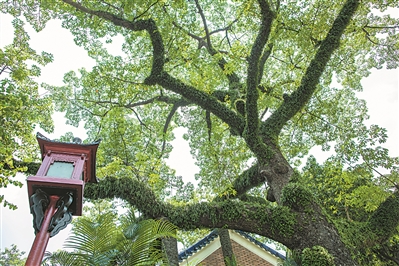 中山紀(jì)念堂,朱紅色的仿古燈和綠樹相互映襯,帶出悠遠(yuǎn)的歷史感。