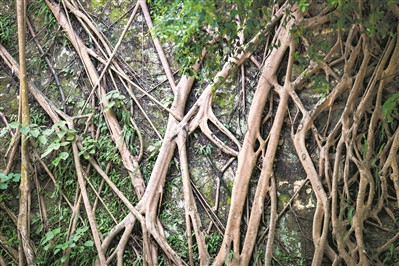 越秀山的明城墻,榕樹盤根錯(cuò)節(jié),講述著光陰的故事。1