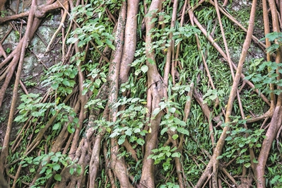 越秀山的明城墻,榕樹盤根錯(cuò)節(jié),講述著光陰的故事。