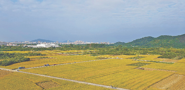 從化香米迎豐收 (資料圖片).jpg