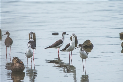 廣州良好的生態環境吸引了眾多鳥類安家。 廣州良好的生態環境吸引了眾多鳥類安家。