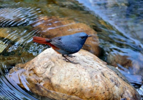 廣州用“繡花功夫”治水 提升城市精細化管理水平620.png