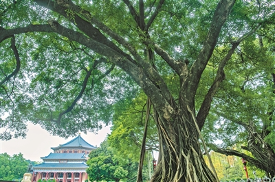 古榕：中山紀(jì)念堂見證者