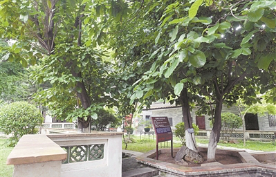 鄧世昌親手種下這棵“英雄樹”