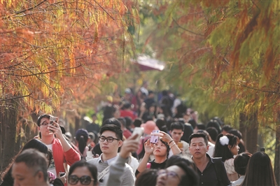 年輕人在金黃色的落羽杉下打卡拍照。