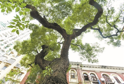 古樟見證歲月變遷
