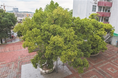 枝繁葉茂黃樟樹 守護古村上百年