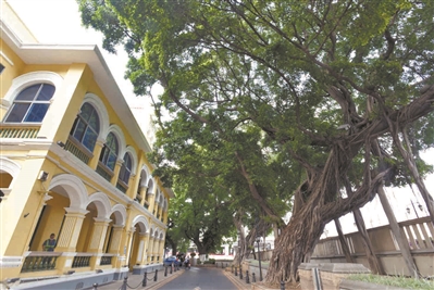 古樹數(shù)經(jīng)風(fēng)雨 長勢旺盛頑強