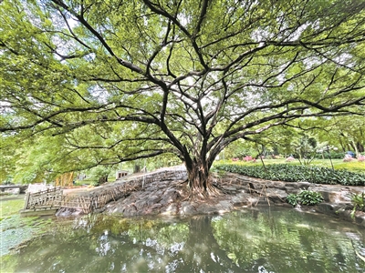 公園休憩 綠樹成蔭