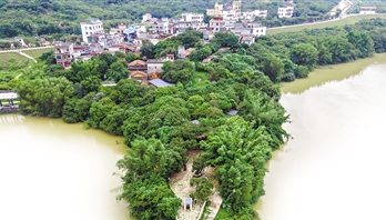 最大“荔枝皇”藏身太平鎮(zhèn)