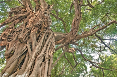 古樹虬曲蒼勁 守護古村百年