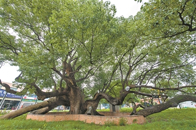 七百歲古樟 裂成數瓣 繁茂依然