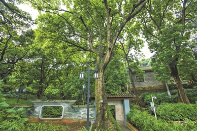 古樹下書聲瑯瑯