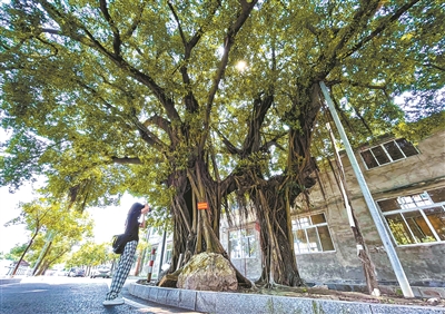 連理樹 相思木 交纏百年情如故