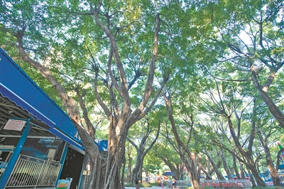 遮陽擋雨 綠色“巨人”