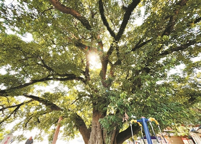 百年黃葛樹 崢嶸歲月稠