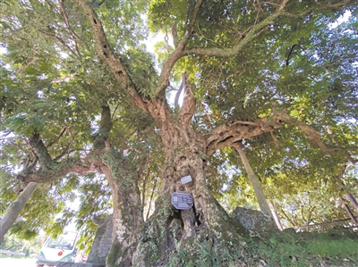 三百余載龍眼樹 年產(chǎn)千斤果實