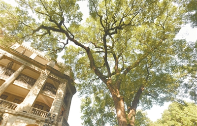 香樟古樹 生生不息