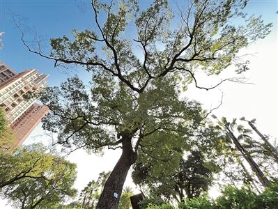 古樹屹立 碼頭綠蔭