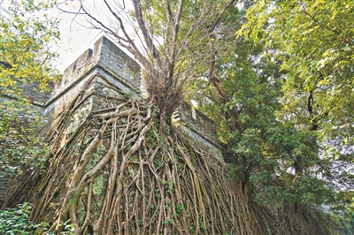 明城墻與大榕樹雙伴雙生