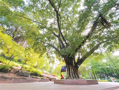 曉港古榕茂 風過綠蔭涼