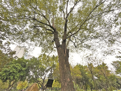 百歲古樹正青春