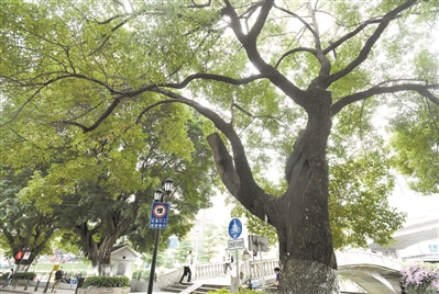 沙面古香樟 傘蓋近百米