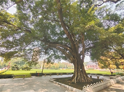 促根復(fù)壯 古榕展英姿