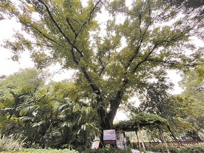 輕舟泛波 古樹相伴