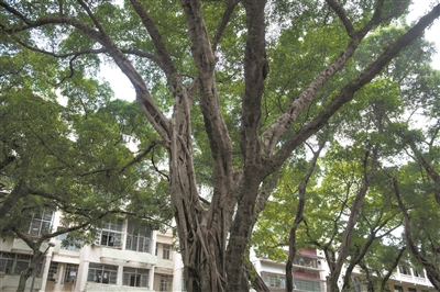 古榕見證越秀賓館建立