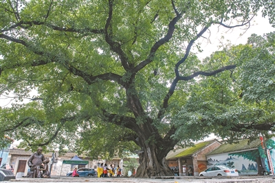 幾百年“老友” 陪伴代代村民