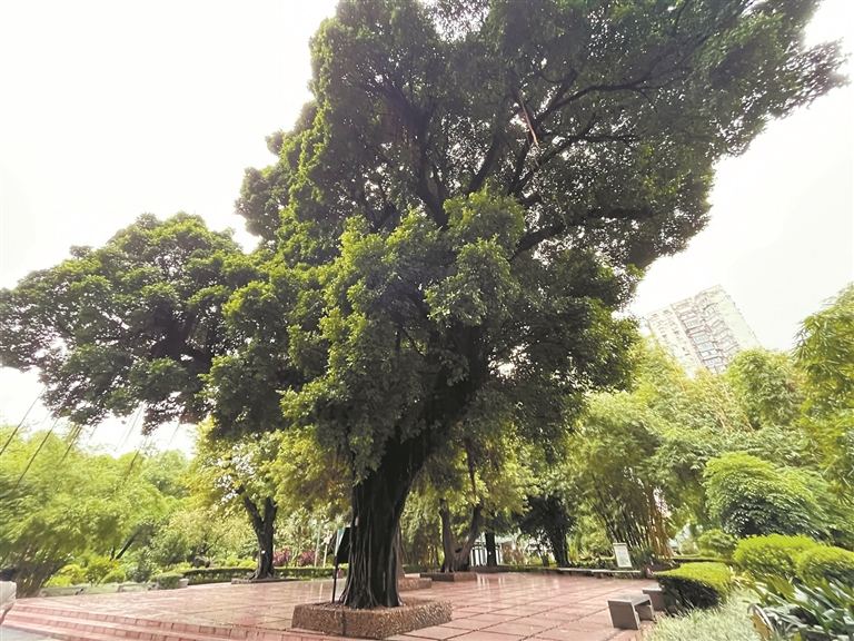 歌舞歡暢 古樹有伴