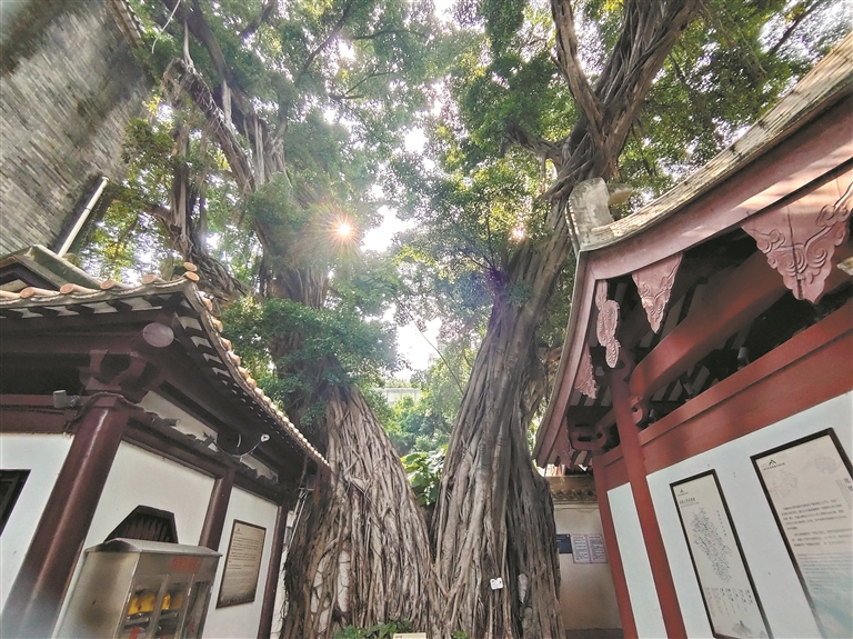 千年古園澤古榕