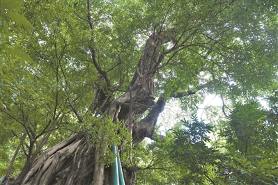 古樹群落下 乘涼納景處