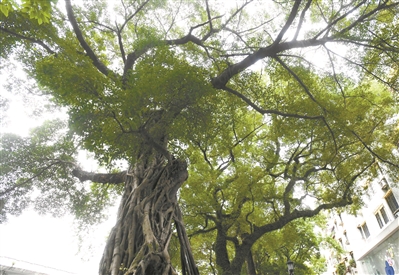 層層根包裹 擁抱大自然