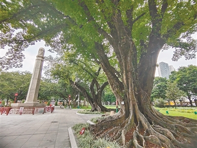 百年黃葛 季相分明