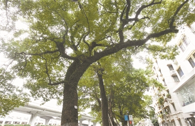 沙面古樟樹 長依珠江水