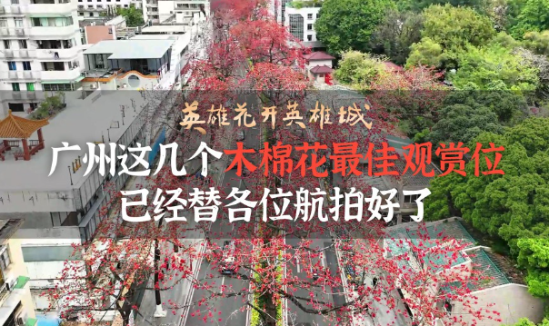 英雄花開英雄城︱廣州這幾個木棉花最佳觀賞位 已經替各位航拍好了