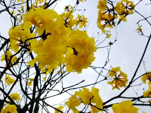 春日花開滿園 踏青正當時