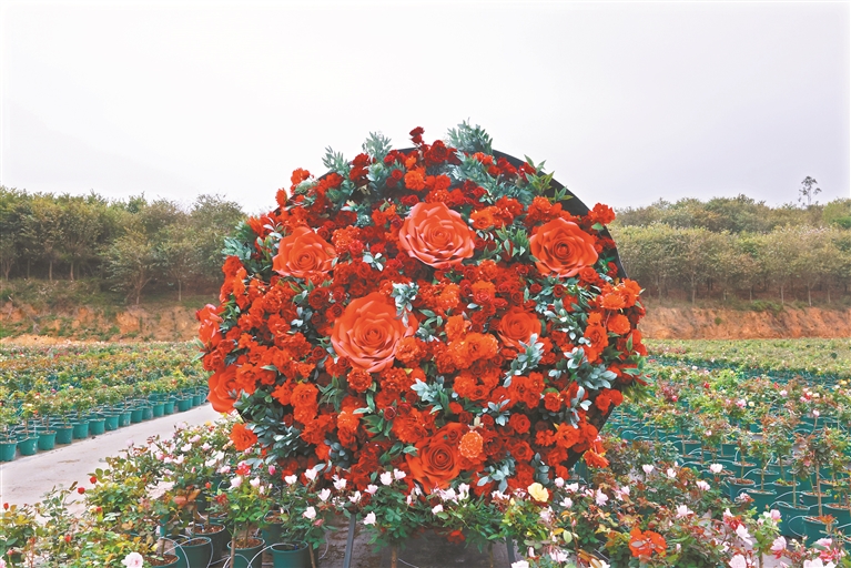 花都舉辦月季培育大會