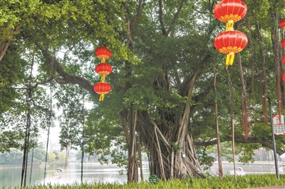 百年榕樹見證流花湖變遷