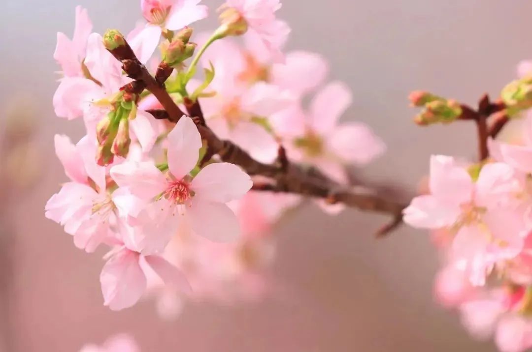 真的在廣州！十里繽紛粉色“櫻花海”，太夢幻了