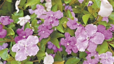 本輪鴛鴦茉莉“濃妝”上場