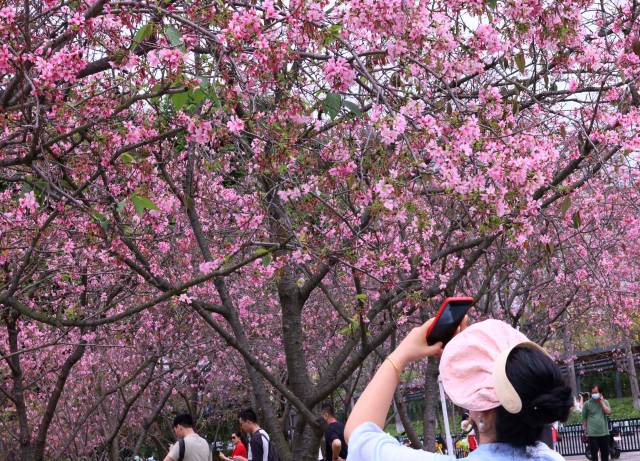 春和景明，來黃埔吧！看櫻花盛放、禾雀飛舞