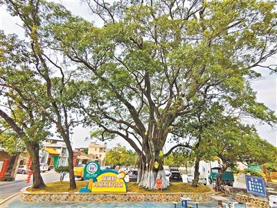 百年榕樹見證鄉村蝶變